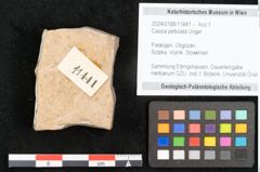 Foto (Objekt + Etikett) von Cassia petiolata Unger (NHMW-GEO-2024-0188-11441)